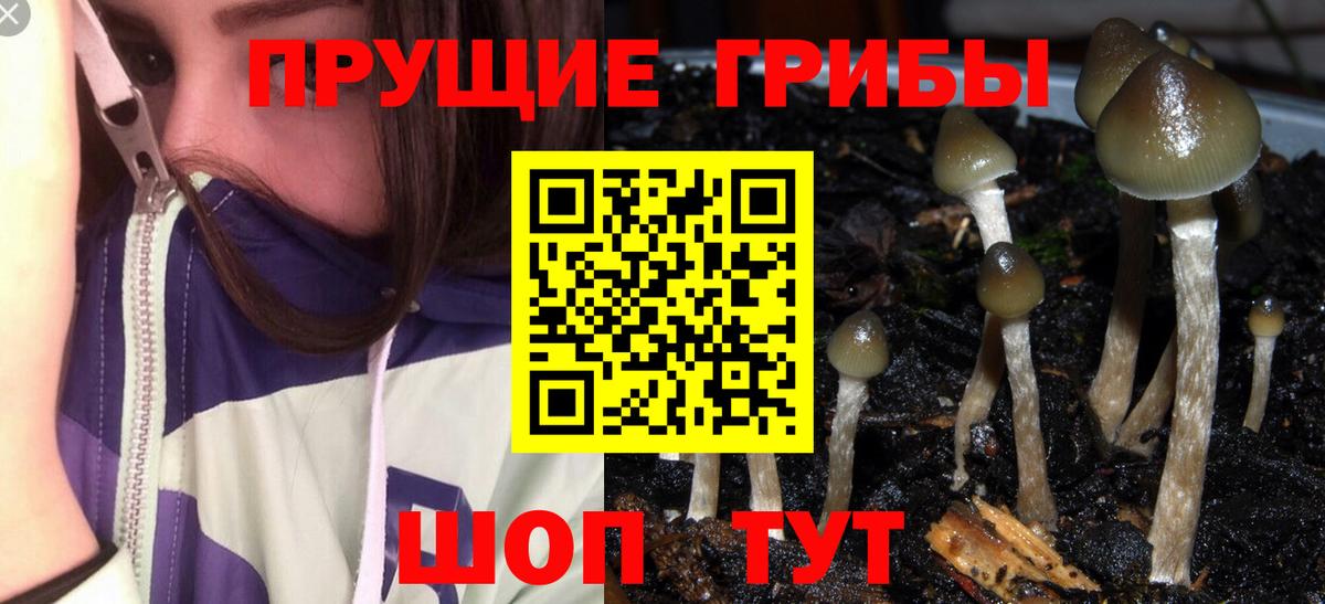Галлюциногенные грибы Psilocybe Сунжа